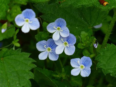 Speedwell.