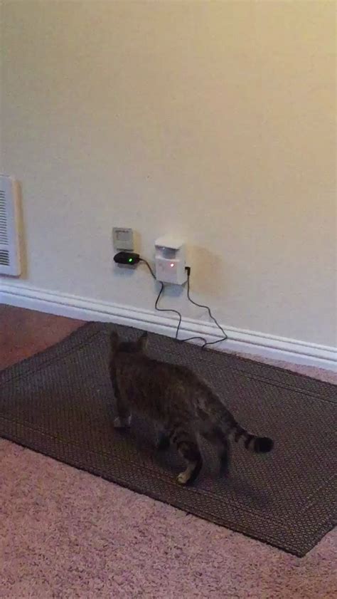 catscram