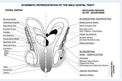 genetal
