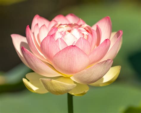 lotus.
