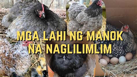 naglilimlim