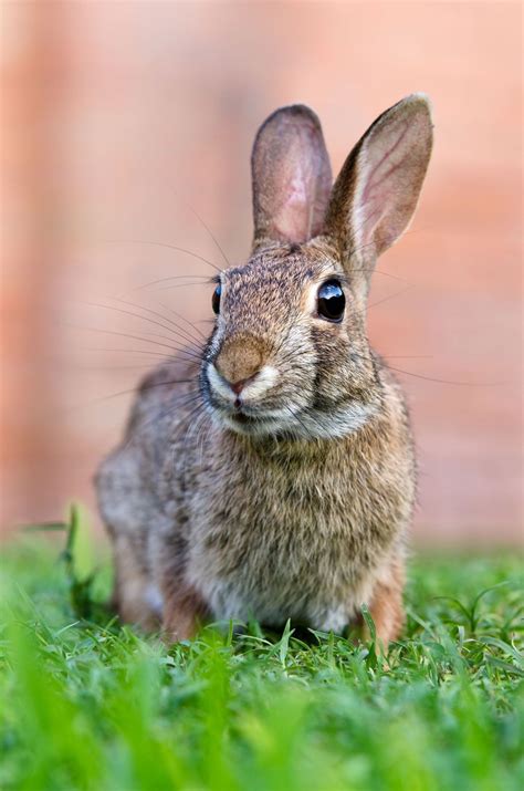 rabbit.