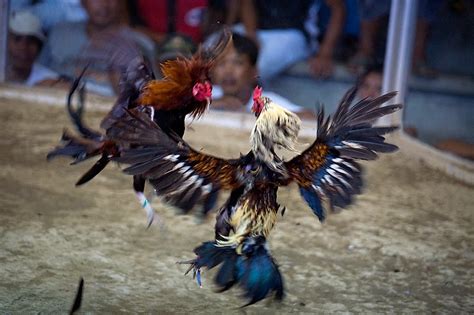 sabongmanok