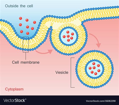 vcicle